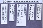 Etiketten zu Athous turcicus (Reitter, 1905) (NHMW-ZOO-COL-0007808)